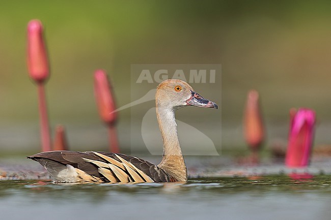 Plumed Whistling Duck (Dendrocygna eytoni) in a wetland area in Papua New Guinea. stock-image by Agami/Glenn Bartley,