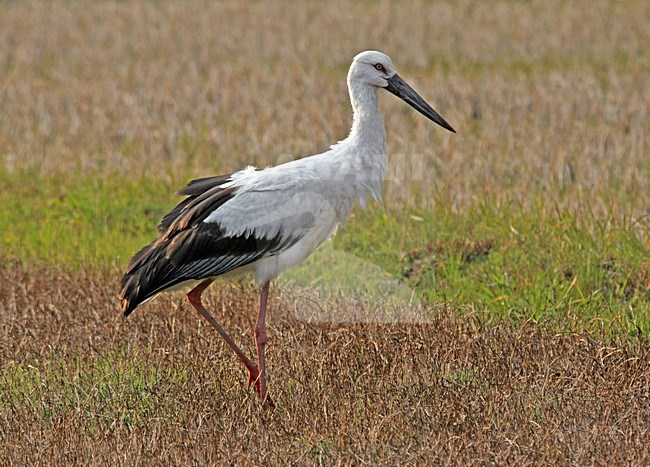 Zwartsnavelooievaar, Oriental Stork, Ciconia boyciana stock-image by Agami/Pete Morris,