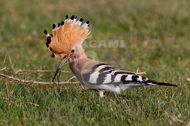 Hop foeragerend; Hoopoe foraging stock-image by Agami/Daniele Occhiato,