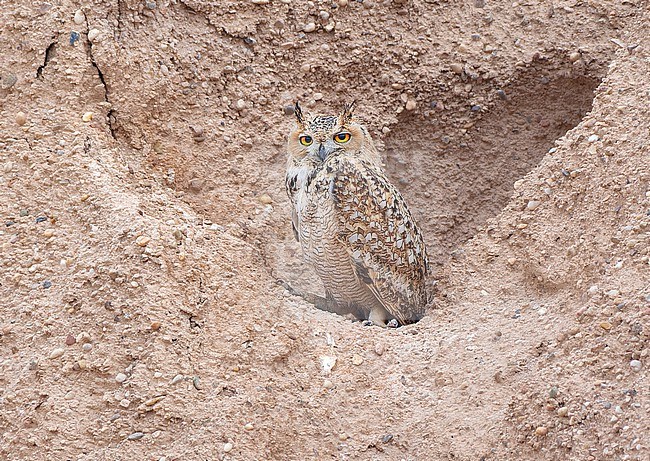 Pharaoh Eagle-Owl (Bubo ascalaphus) at its nest in a desert bank, Kuwait stock-image by Agami/Tomas Grim,