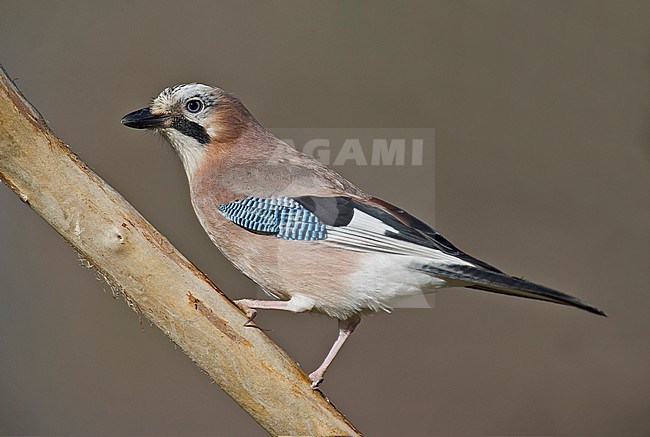 Gaai, Eurasian Jay, stock-image by Agami/Alain Ghignone,