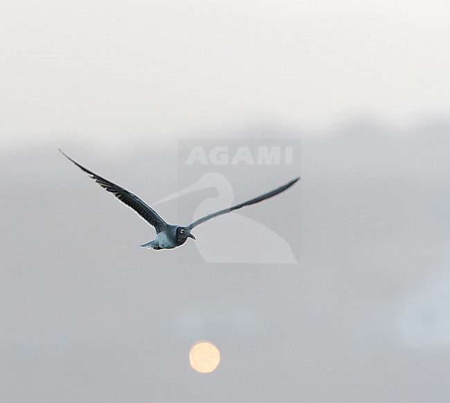 White-eyed Gull (Ichthyaetus leucophthalmus) coming to roost at disk off Eilat, Israel. stock-image by Agami/Marc Guyt,