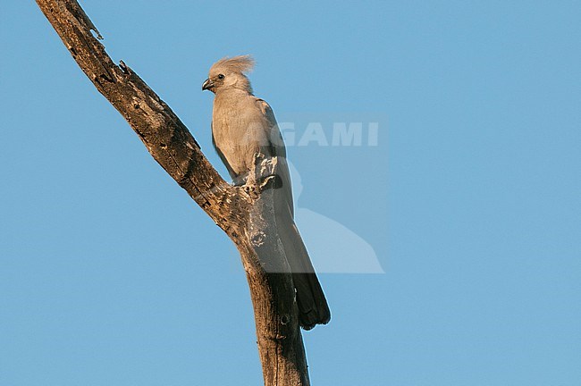 A grey go-away-bird, Corythaixodes concolor, perched on a tree branch. Mala Mala Game Reserve, South Africa. stock-image by Agami/Sergio Pitamitz,