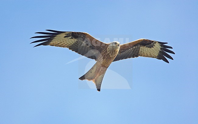 Red Kite flying; Rode Wouw vliegend stock-image by Agami/Markus Varesvuo,