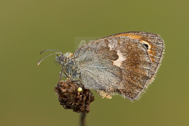 Zittend Hooibeestje; Sitting Small Heath; stock-image by Agami/Walter Soestbergen,