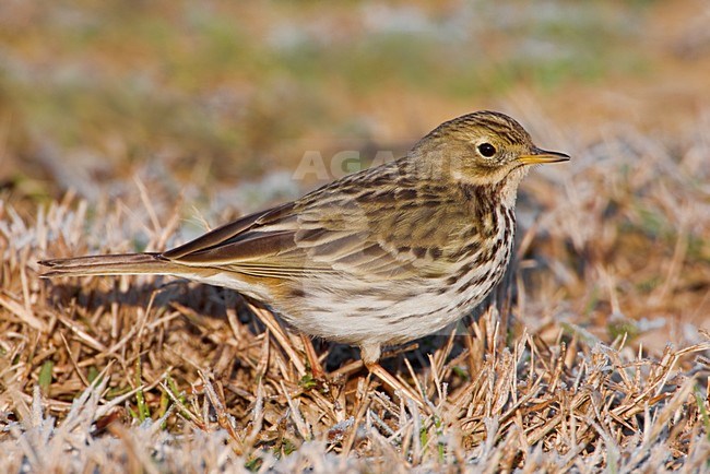 Graspieper in zit; Meadow Pipit perched stock-image by Agami/Daniele Occhiato,