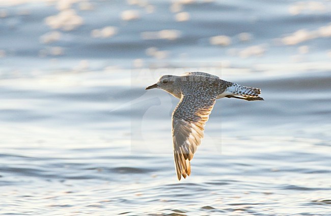 Zilverplevier, Grey Plover stock-image by Agami/Marc Guyt,