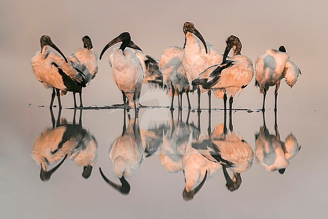 Sacred Ibis (Threskiornis aethiopicus) in Italy. stock-image by Agami/Daniele Occhiato,