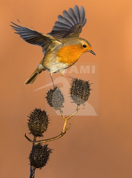 Wintering European Robin (Erithacus rubecula) in Italy. Balancing on top of small plant. stock-image by Agami/Daniele Occhiato,