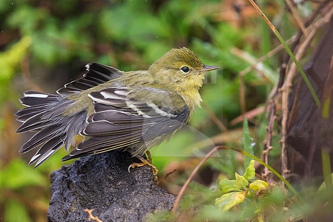 Onvolwassen Zwartkopzanger; Immature Blackpoll Warbler stock-image by Agami/Daniele Occhiato,