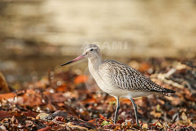 Bar-tailed Godwit (Limosa lapponica) standing on seaweed, on a beach of Ouessant, France. stock-image by Agami/Sylvain Reyt,