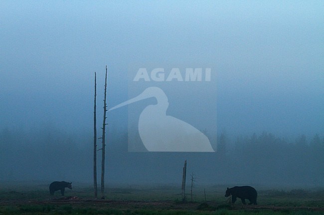 Bruine Beer in Fins bos, Brown Bear in Finnish forest stock-image by Agami/Menno van Duijn,