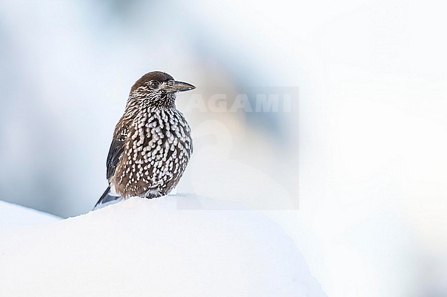 Spotted Nutcracker (Nucifraga caryocatactes) sitting in the snow in bulgarian mountain. stock-image by Agami/Marcel Burkhardt,