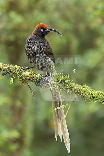 Brown Sicklebill (Epimachus meyeri)  perched on a branch in Papua New Guinea. stock-image by Agami/Glenn Bartley,