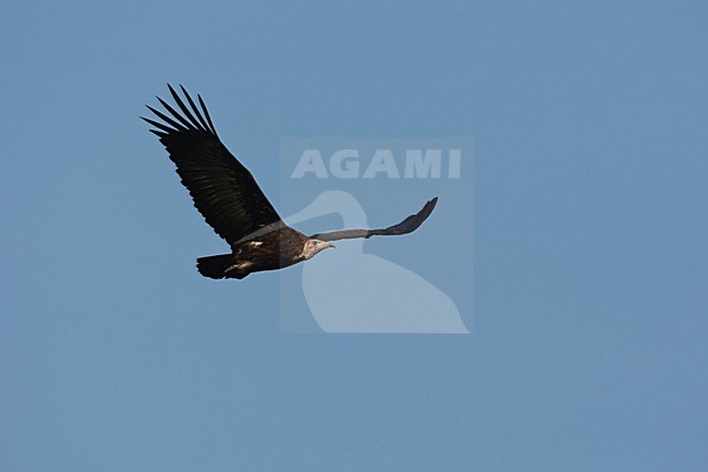 Kapgier in vlucht, Hooded Vulture in flight stock-image by Agami/Wil Leurs,