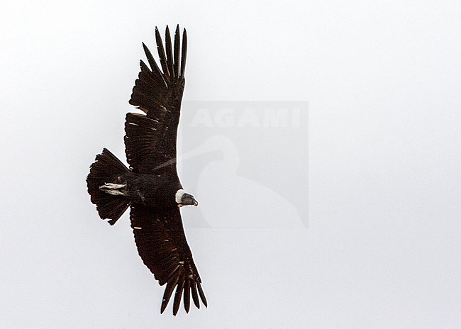 Andean Condor (Vultur gryphus) in flight over Patagonia in Argentina. It the largest flying bird in the world by weight and wingspan. stock-image by Agami/Marc Guyt,