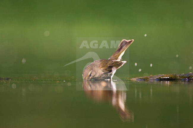 Drinkende Tjiftjaf; Drinking Common Chiffchaff stock-image by Agami/Marc Guyt,