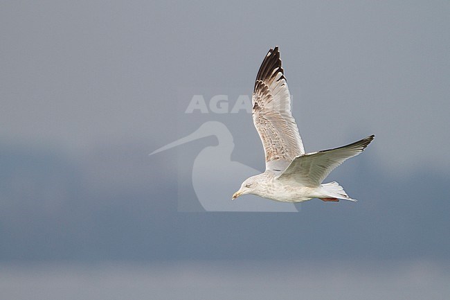 Herring Gull - Silbermöwe - Larus argentatus, Switzerland, 3rd Winter stock-image by Agami/Ralph Martin,
