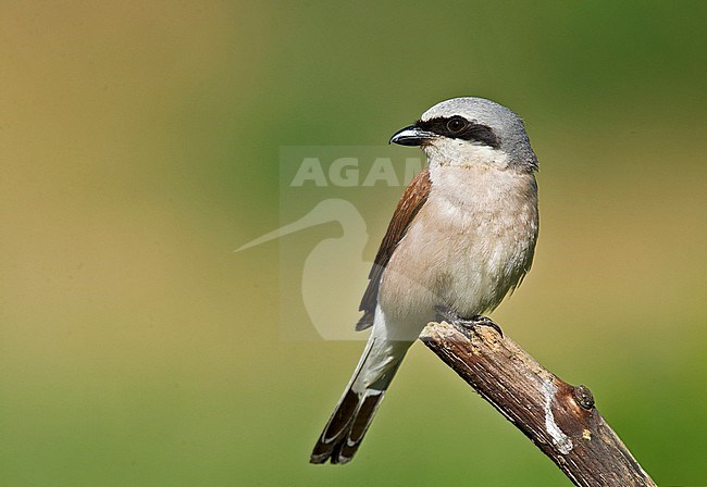 Male Red-backed Shrike (Lanius collurio) perched on a branch. stock-image by Agami/Alain Ghignone,