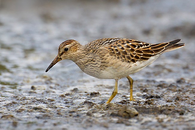 Voedsel zoekende Gestreepte strandloper, Foraging Pectoral Sandpiper stock-image by Agami/Daniele Occhiato,