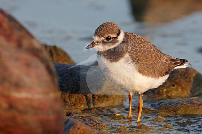 Juveniele Bontbekplevier; Juvenile Common Ringed Plover stock-image by Agami/Markus Varesvuo,