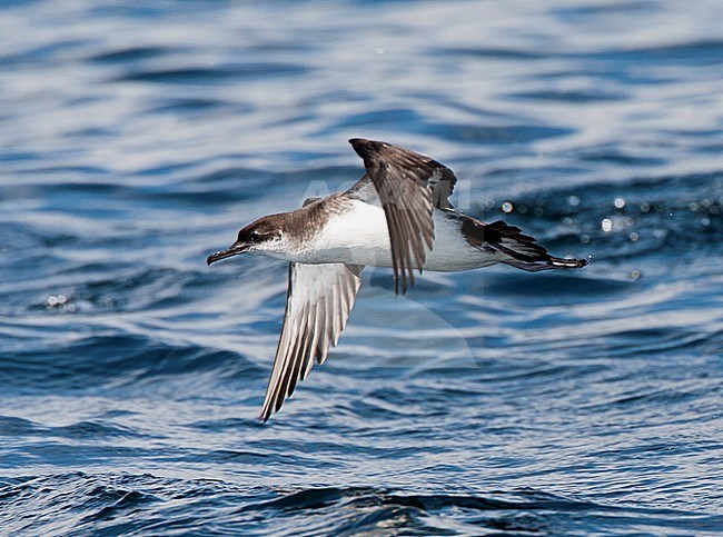 Noordse Pijlstormvogel in vlucht; Manx Shearwater (Puffinus puffinus) in flight stock-image by Agami/Marc Guyt,