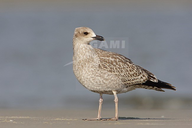 Zilvermeeuw onvolwassen op strand; Herring Gull immature on beach stock-image by Agami/Arie Ouwerkerk,