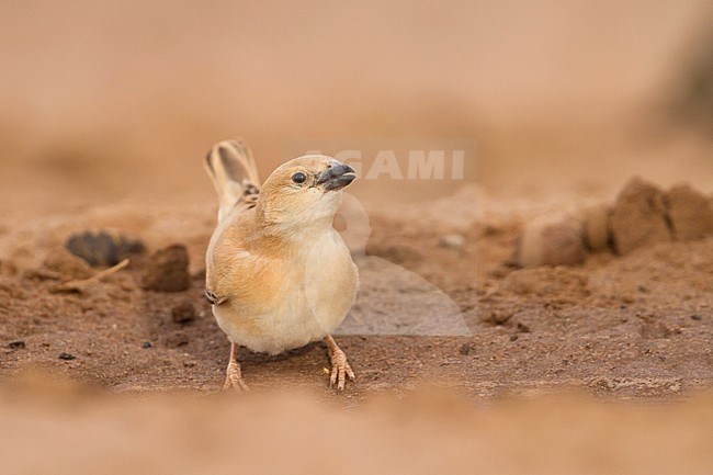 Desert Sparrow - WÃ¼stensperling - Passer simplex ssp. saharae, summer plumage female, Morocco stock-image by Agami/Ralph Martin,