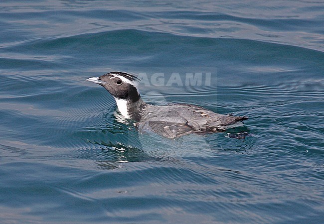 Japanese Murrelet (Synthliboramphus wumizusume) swimming off Japan. stock-image by Agami/Pete Morris,