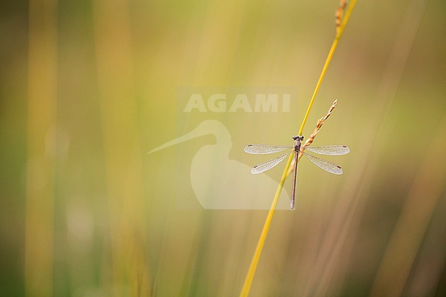 Vrouwtje Tengere pantserjuffer, Female Lestes virens stock-image by Agami/Wil Leurs,