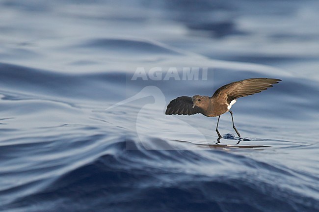 Wilsons stormvogeltje in vlucht, Wilson's Storm Petrel in flight stock-image by Agami/Markus Varesvuo,