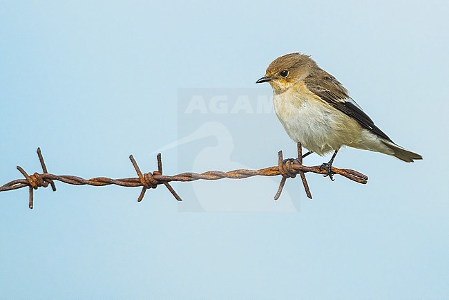 European Pied Flycatcher, Bonte Vliegenvanger, Ficedula hypoleuc stock-image by Agami/Alain Ghignone,