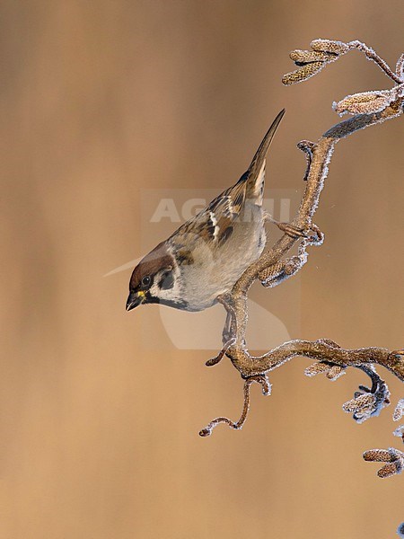 Ringmus op krulhazelaar in de winter; Eurasian Tree Sparrow on curl hazel in winter; stock-image by Agami/Walter Soestbergen,