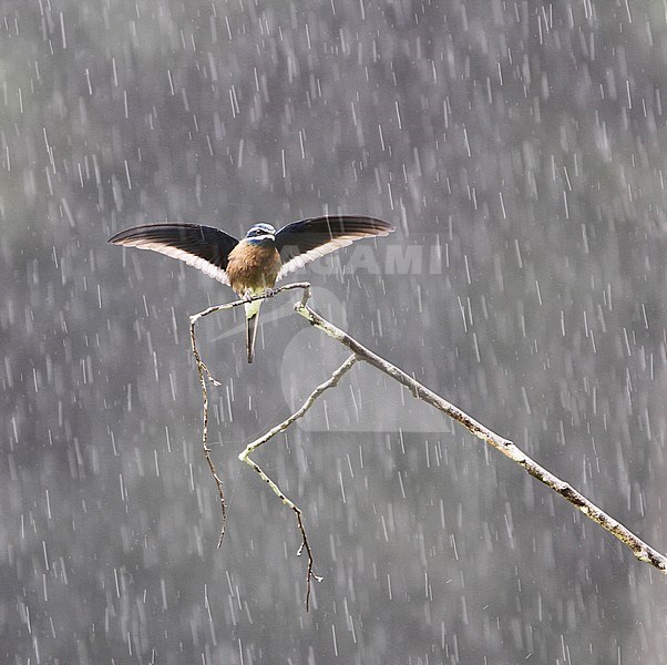 Whiskered Treeswift (Hemiprocne comata) perched in heavy rain showe in Danum, Sabah, Borneo, Malaysia. Holding both wings up. stock-image by Agami/James Eaton,