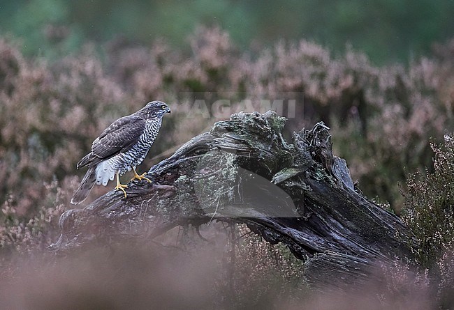 Sparrow Hawk juv. (Accipiter nisus) Norway October 2019 stock-image by Agami/Markus Varesvuo,