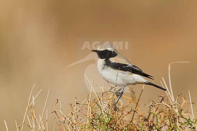 Desert Wheatear - Wüstensteinschmätzer - Oenanthe deserti ssp. homochroa, Morocco, adult male stock-image by Agami/Ralph Martin,