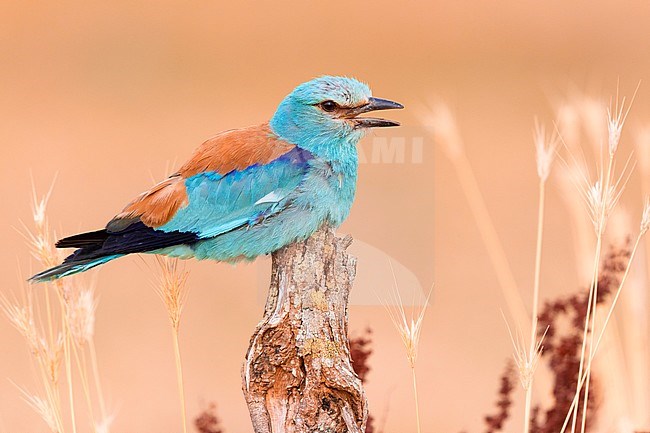 European Roller (Coracias garrulus), side view of an adult male perched on a dead trunk, Campania, Italy stock-image by Agami/Saverio Gatto,