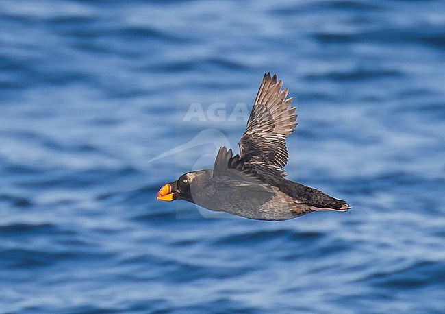 Nonbreeding Tufted puffin (Fratercula cirrhata) at sea off the coast of the United States. stock-image by Agami/Steve Howell,