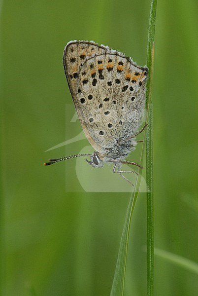  stock-image by Agami/Casper Zuijderduijn,