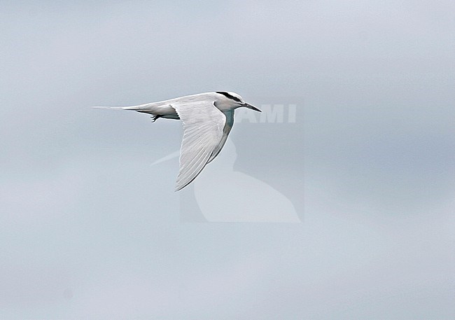 Black-naped Tern (Sterna sumatrana) in flight south of Japan, seen from the side. Flying against a grey sky as a background. stock-image by Agami/Pete Morris,