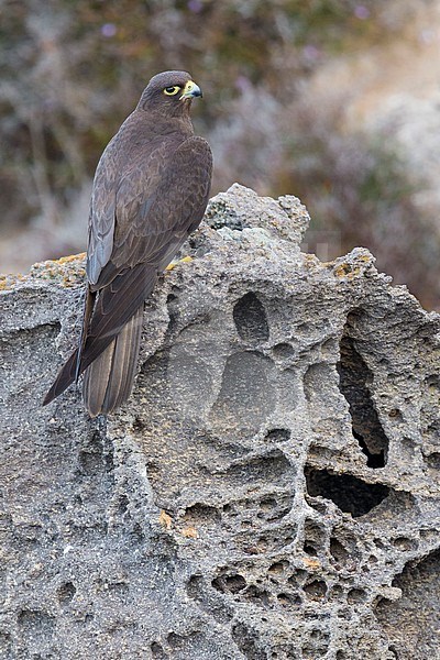 Eleonora's Falcon (Falco eleonorae), dark morph adult perched on a rock stock-image by Agami/Saverio Gatto,