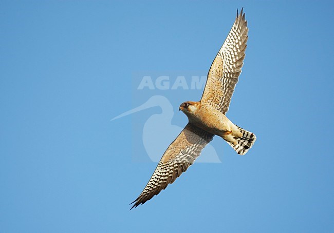 Roodpootvalk, Red-footed Falcon (Falco vespertinus) Hungary May 2008 stock-image by Agami/Markus Varesvuo / Wild Wonders,