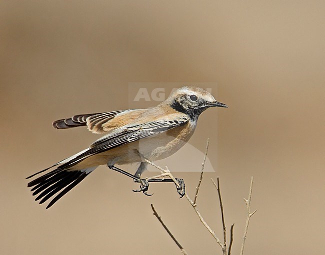 Desert Wheatear male perched on a branch; Woestijntapuit man zittend op een tak stock-image by Agami/Markus Varesvuo,