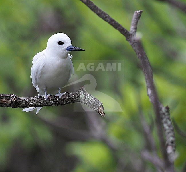 White Tern, Gygis alba, in French Polynesia. stock-image by Agami/James Eaton,