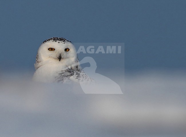 Sneeuwuil in de sneeuw, Snowy Owl in the snow stock-image by Agami/David Hemmings,
