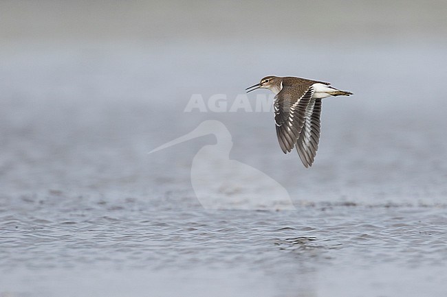 Common Sandpiper - FlussuferlÃ¤ufer - Actitis hypoleucos, Germany, 1st cy stock-image by Agami/Ralph Martin,