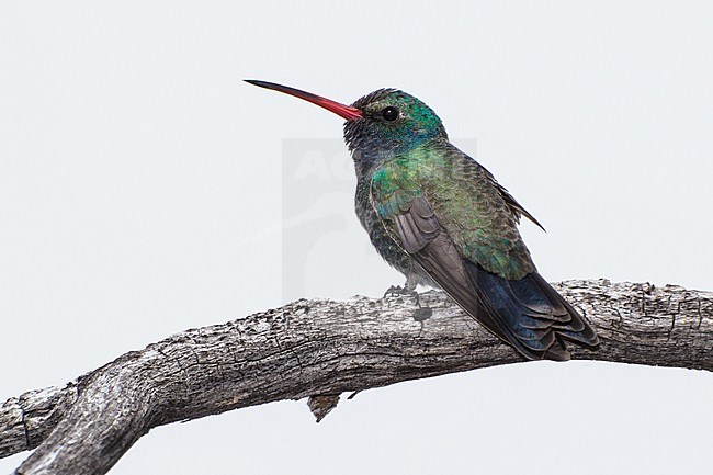 Adult male
Pima Co., AZ
April 2012 stock-image by Agami/Brian E Small,