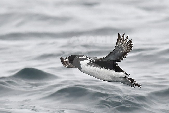 Ancient Murrelet, Synthliboramphus antiquus, in eastern Russia. stock-image by Agami/Laurens Steijn,