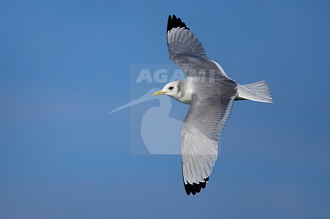 Black-legged Kittiwake, Rissa tridactyla, wintering in Italy. stock-image by Agami/Daniele Occhiato,