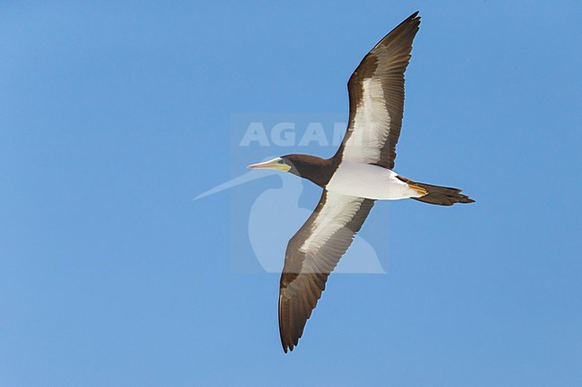 Bruine Gent in vlucht, Brown Booby in flight stock-image by Agami/Daniele Occhiato,